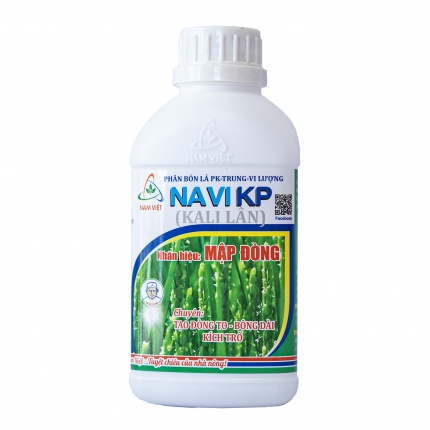 NAVI KP - MẬP ĐÒNG